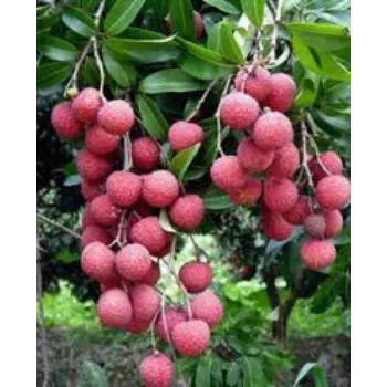 Organic Litchi Plant