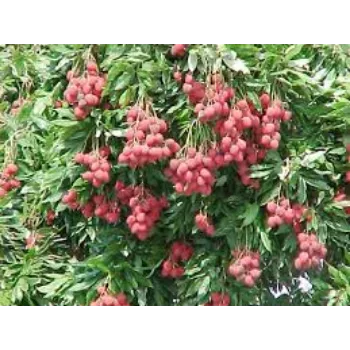 Organic Litchi Plants