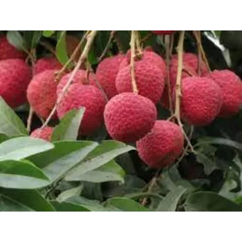 Fresh Litchi Plant