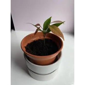 Organic Litchi Plant