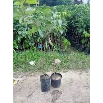 Natural Litchi Plants