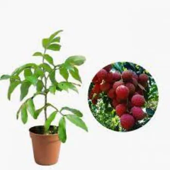 Organic Litchi  Plants