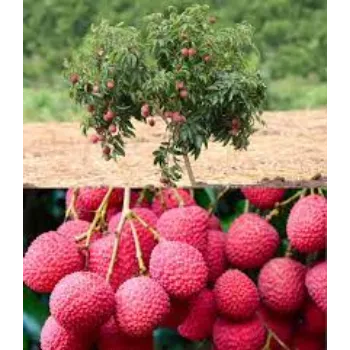 Natural Litchi Plants