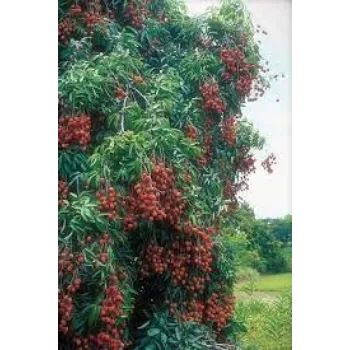 Organic Litchi Plants
