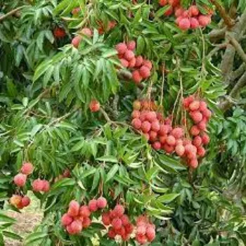 Fresh Litchi Plants