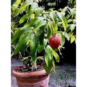Organic Orange Plants