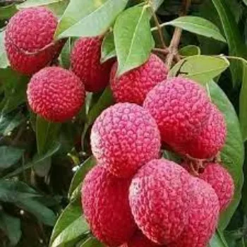 Natural Litchi Plants