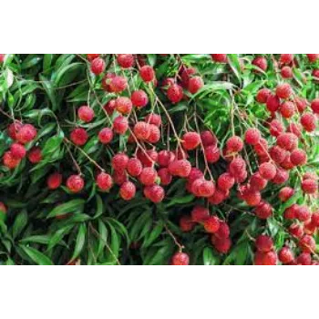 Natural Litchi Plants