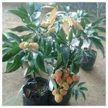Natural Litchi  Plants