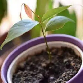 Common Litchi Plants