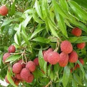 Organic Litchi Plants
