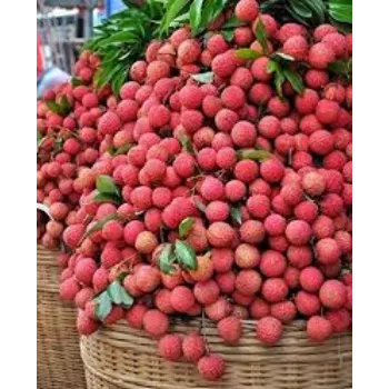 Organic Litchi Plant