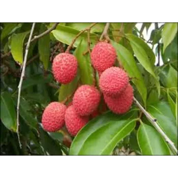 Organic Litchi plant
