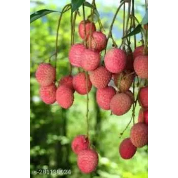 Organic Litchi Plant