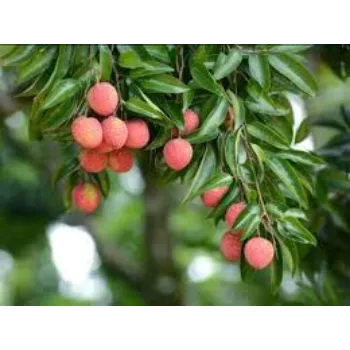 Common Litchi Plant