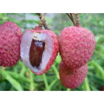 Organic Litchi Plant