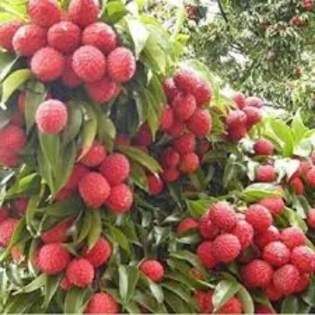 Organic Litchi Plant