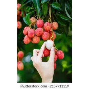 Organic Litchi Plant