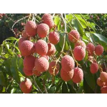 Natural Litchi Plant
