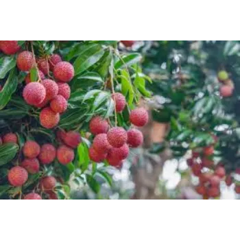 Organic Litchi Plant