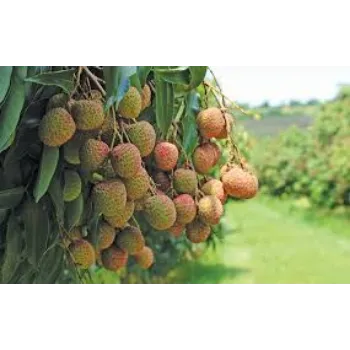 Healthy Litchi Plant