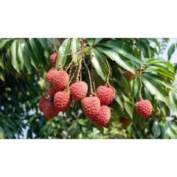 Natural Litchi Plant