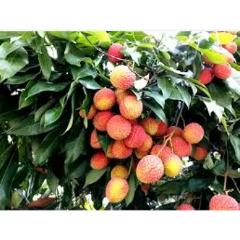 Natural Litchi Plant