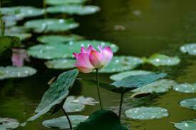 Lotus Plant