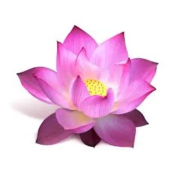 Organic Lotus Seed