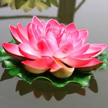 Organic Lotus Seed