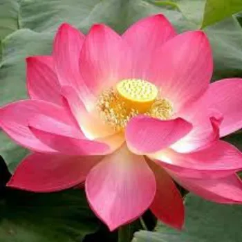 Natural Lotus Seed