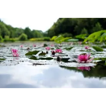 No1 Lotus Flower