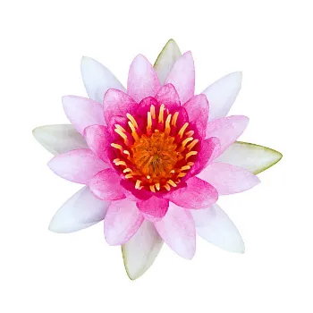 Lotus Flower