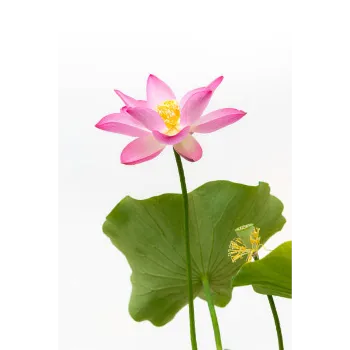 Lotus Flower
