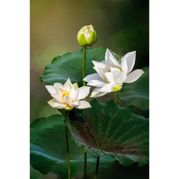 Lotus Flower