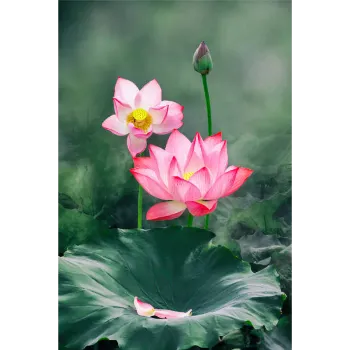Lotus Flower