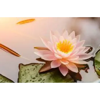 Fresh Lotus Flower