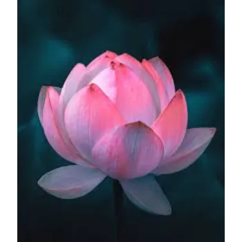 Fresh Lotus Flowers