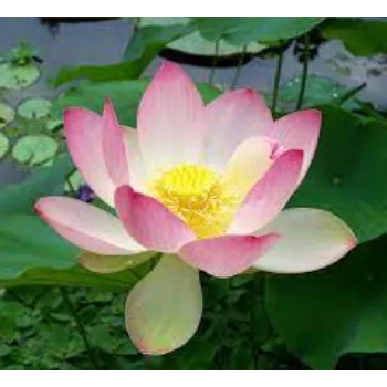 Natural Lotus Flowers