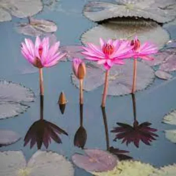 Organic Lotus Flowers