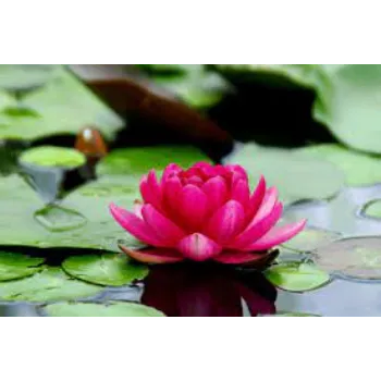 Common  Lotus Flowers