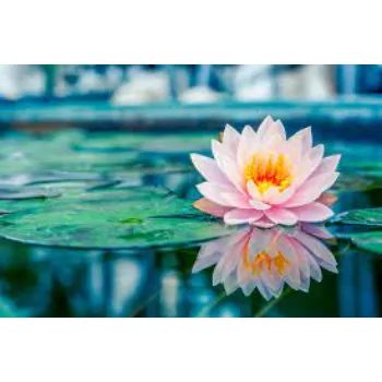 Natural Lotus Flowers