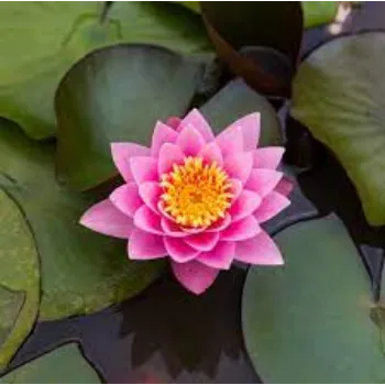 Natural Lotus Flowers