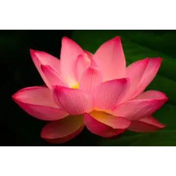 Natural Lotus Flowers
