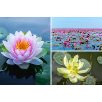 Common Lotus Flowers