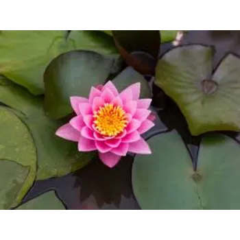 Fresh Lotus Flowers