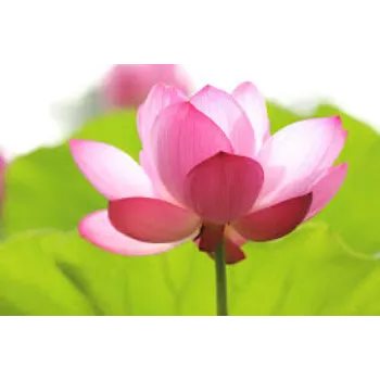 Natural Lotus Flower