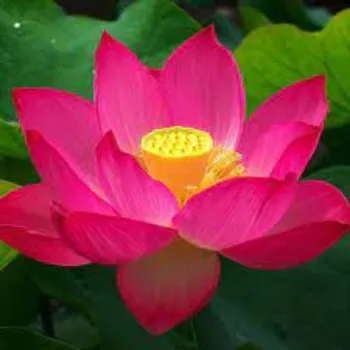 Fresh Lotus Flowers