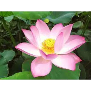 Common Lotus Flowers