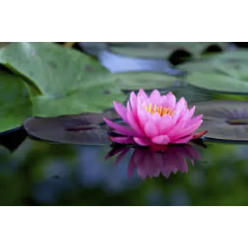 Fresh Lotus Flower